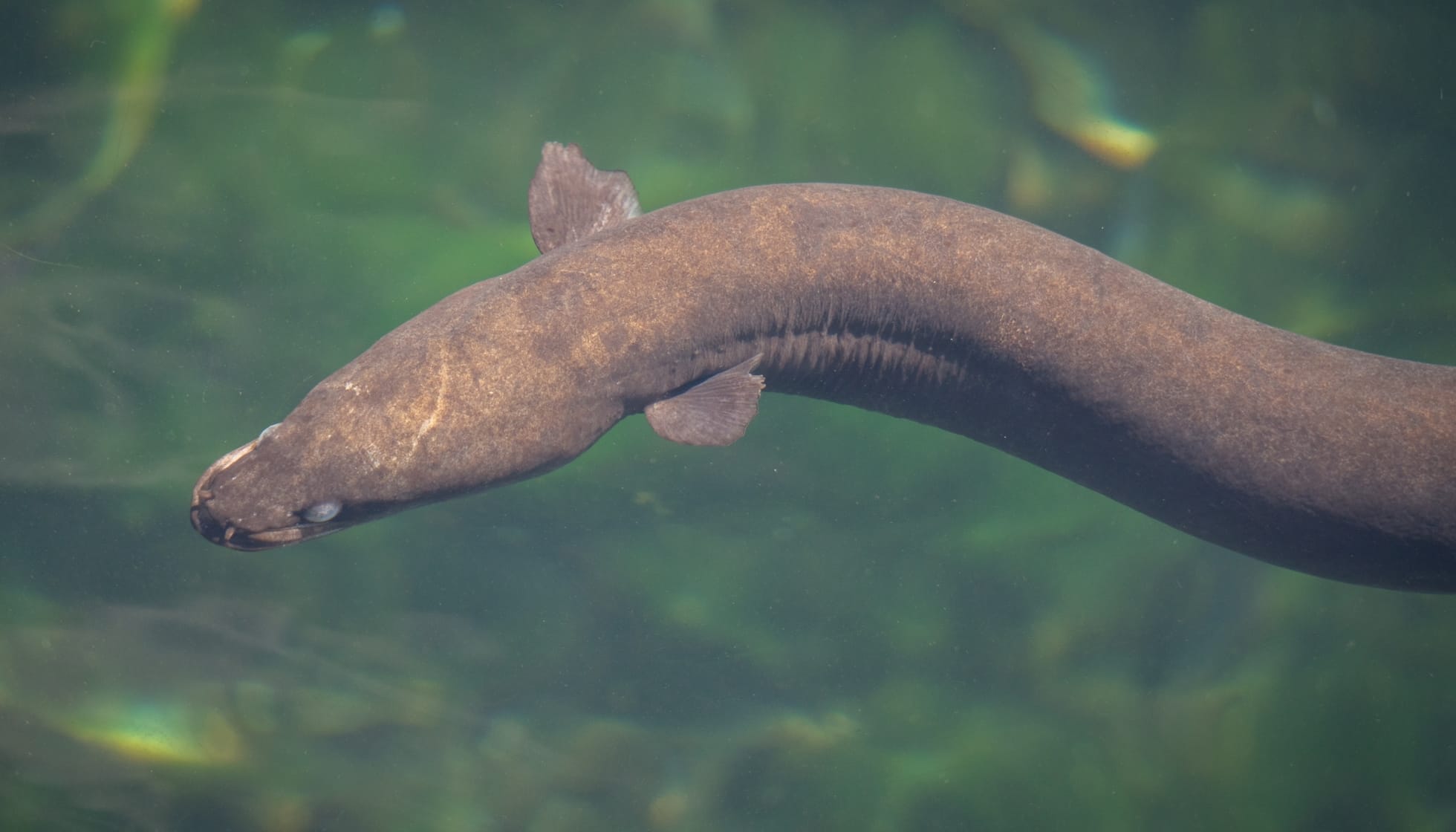 Did you know… Shortfin eels can live up to 60 years?